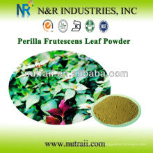 100% pur Perilla frutescens poudre 60-200mesh